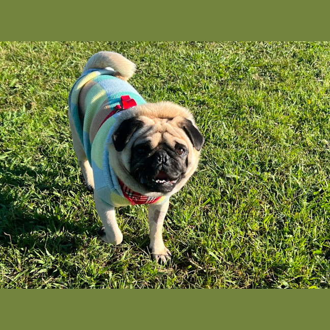 Photo of Romeo