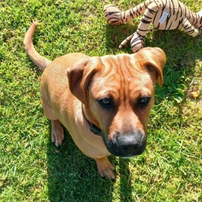Photo of Alf