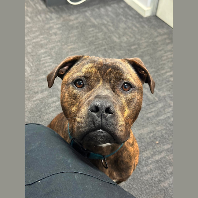 Photo of Ralphy Aka Wreck It Ralph