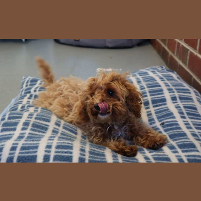Photo of Daisy