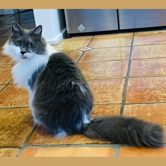 Photo of Smokey