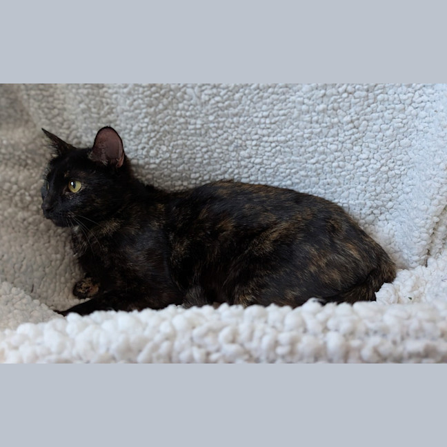 Photo of Sushi