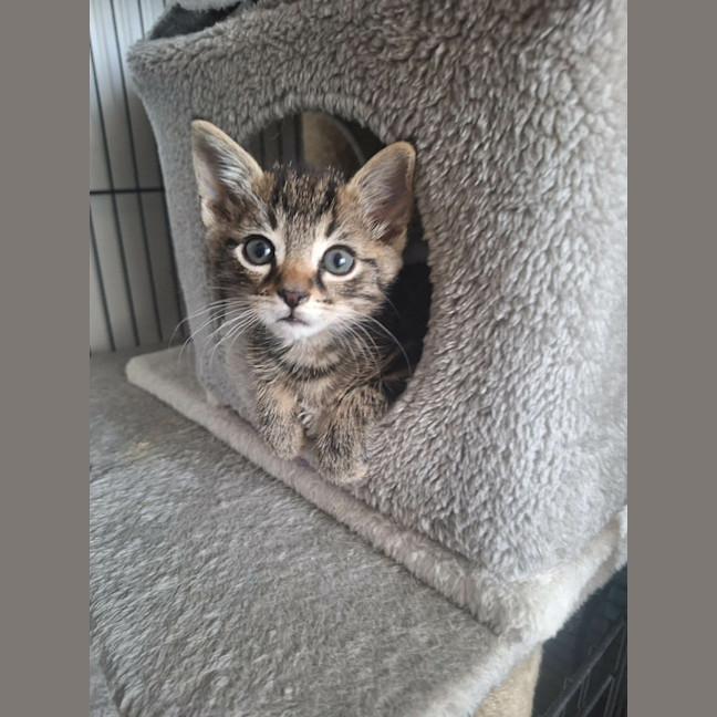 Photo of Willow