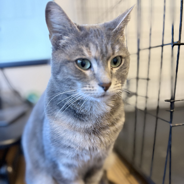 Photo of Kiwi 