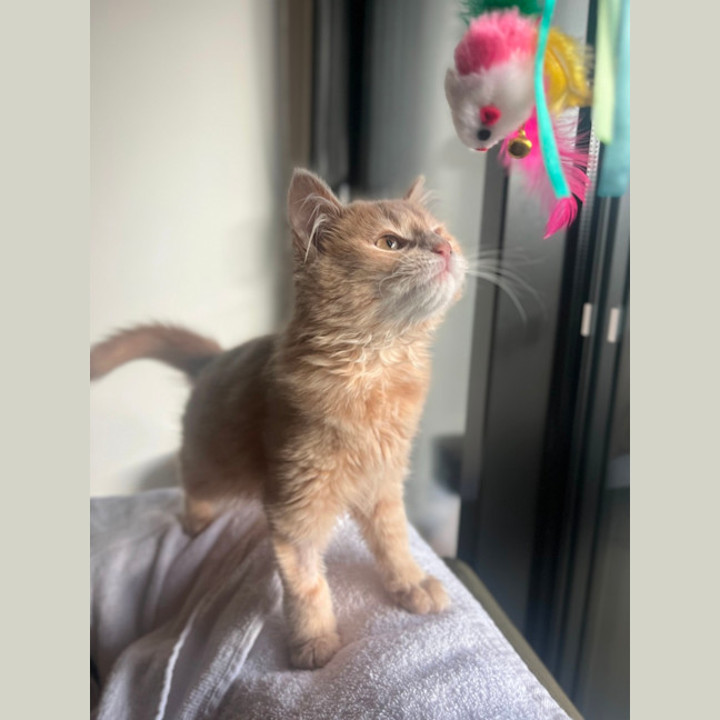 Photo of Cleo   Located In Kensington