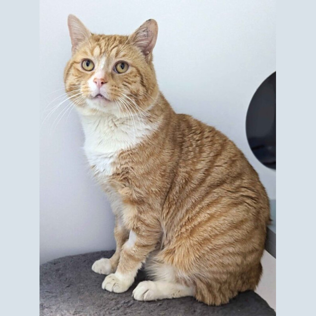 Photo of Bilbo Renamed To George