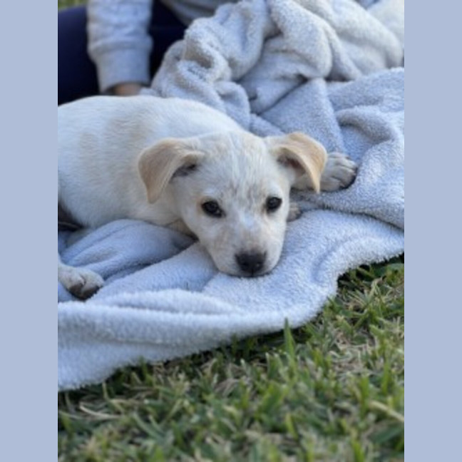 Photo of Cleo