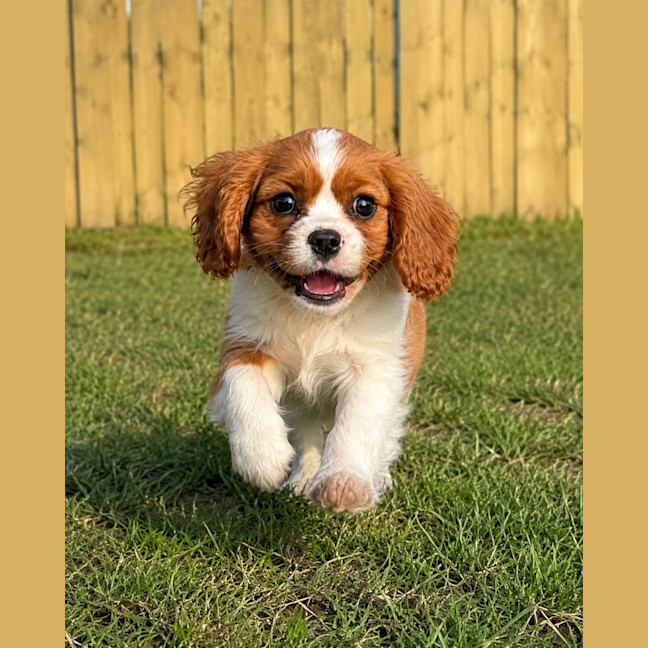 Photo of Lucy