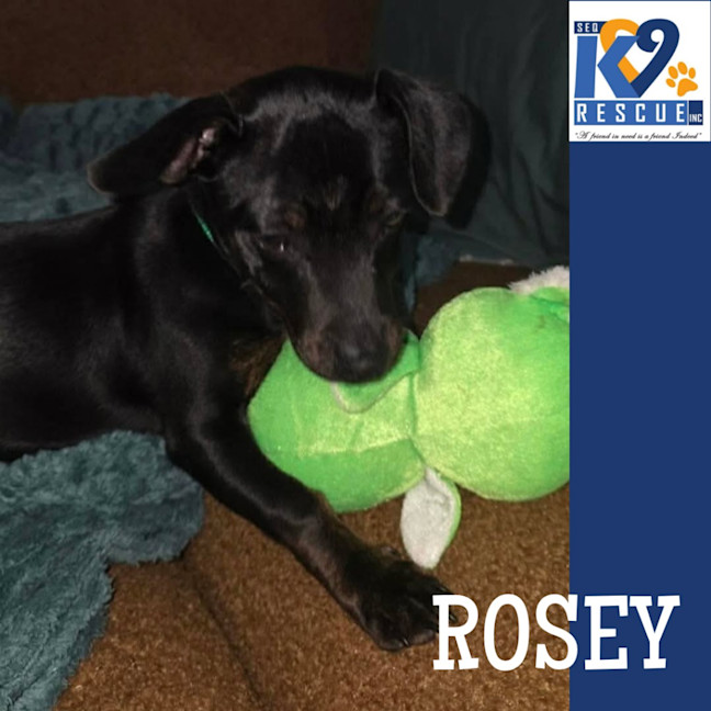 Photo of Rosey