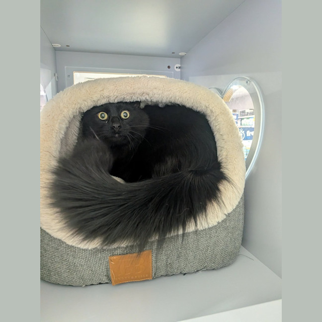 Photo of Toothless