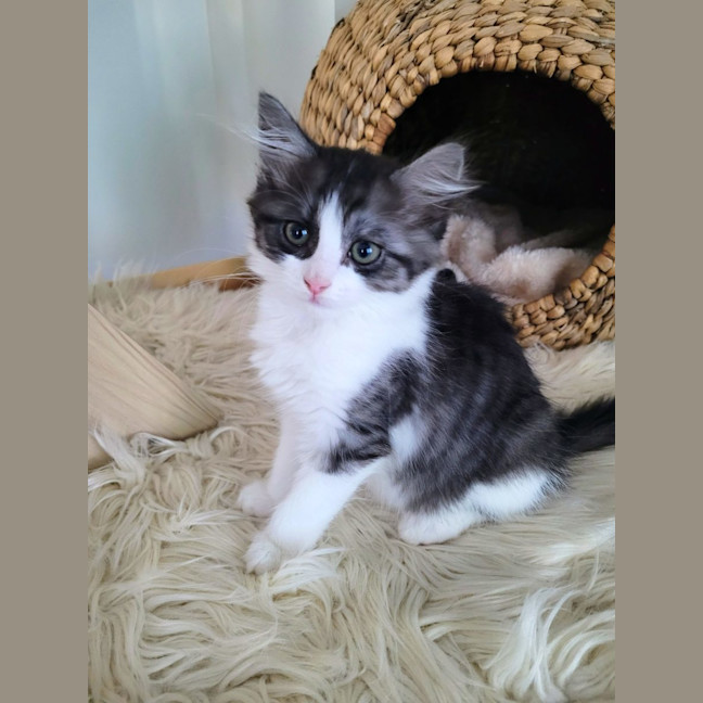 Photo of Cherry   Available From 20/1