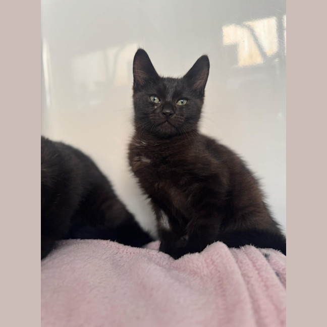 Photo of Bat Bat   In Foster Care In Ashburton