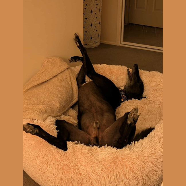 Photo of Panda, The Greyhound