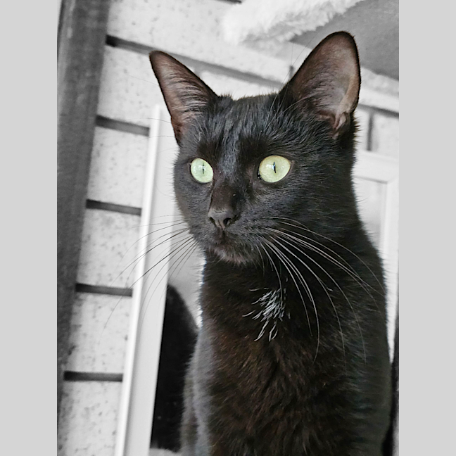 Photo of Raven
