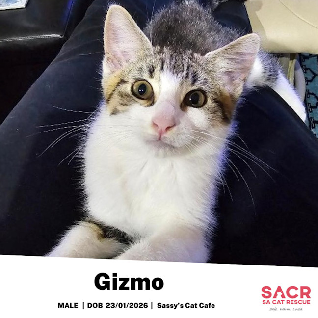 Photo of Gizmo