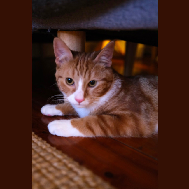 Photo of Benji And Thor