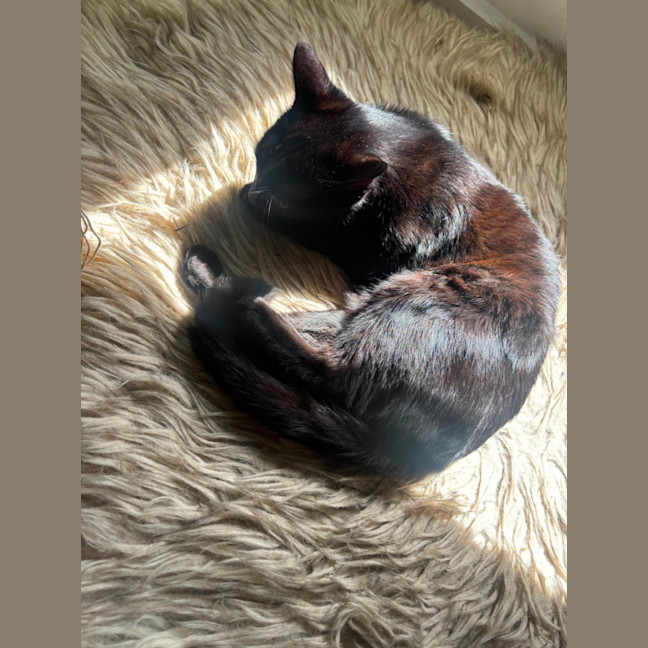 Photo of Cherry 