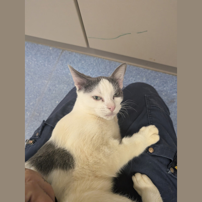 Photo of Banana Boat