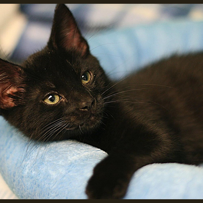 Photo of Salem