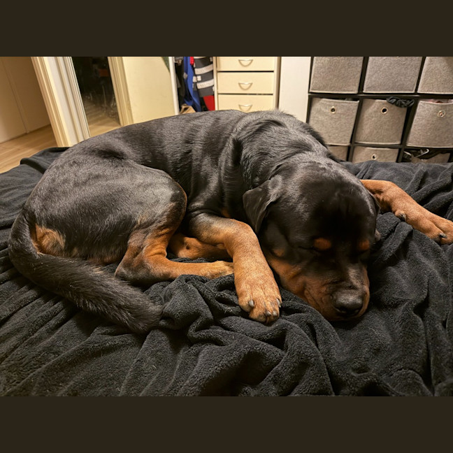 Photo of Onyx