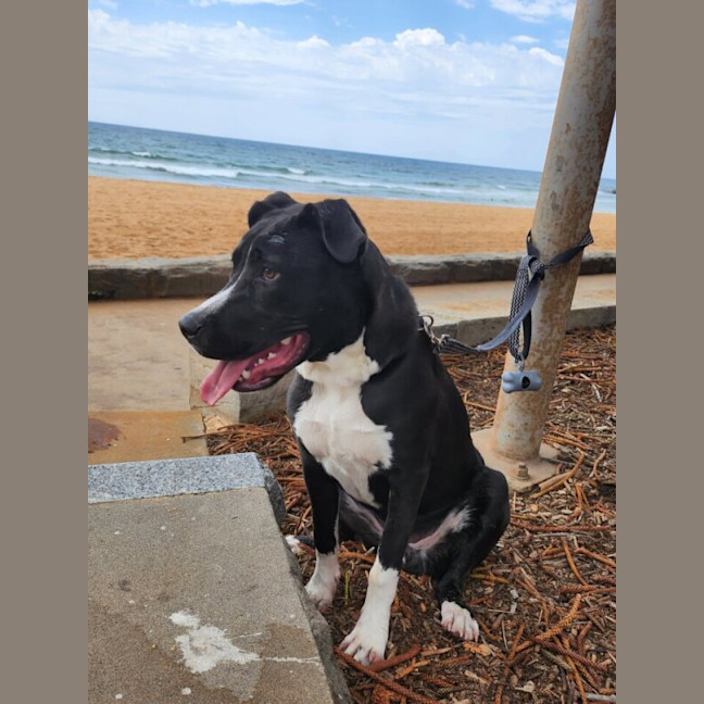Photo of Shadow