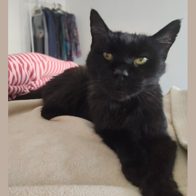 Photo of Shadow