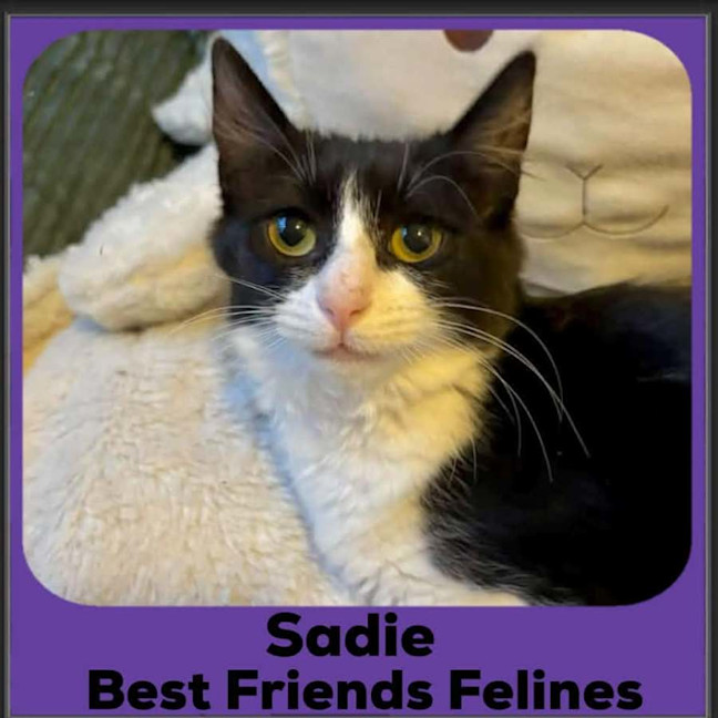 Photo of Sadie 
