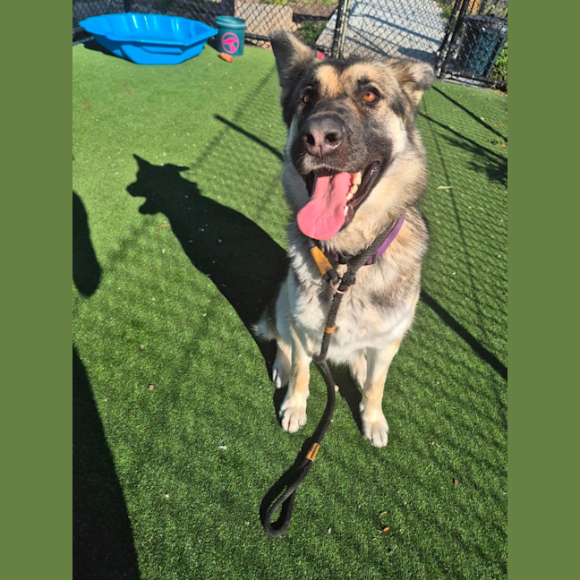 Photo of Zelda Imp 1637