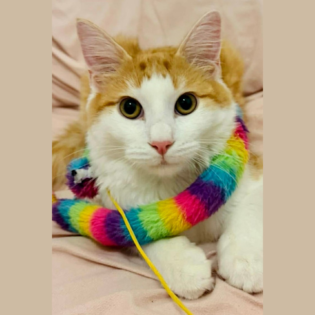 Photo of Cheddar