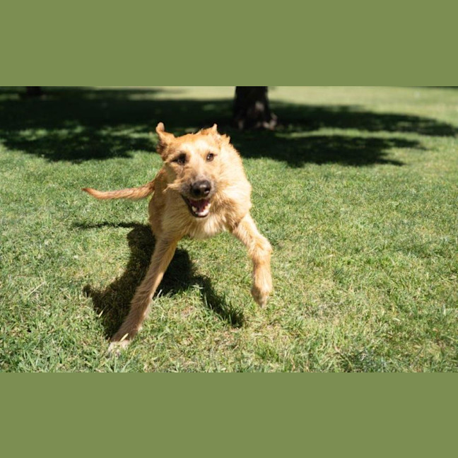 Photo of Rocky Gainsborough