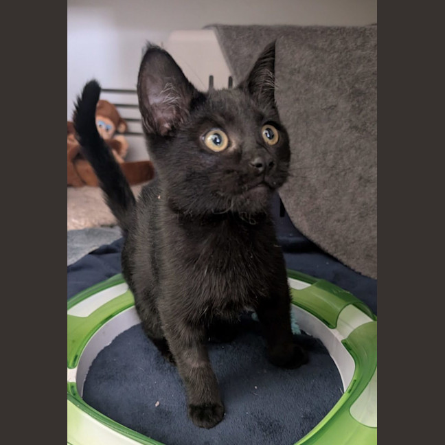 Photo of Appa Meet Me At Petstock Zetland