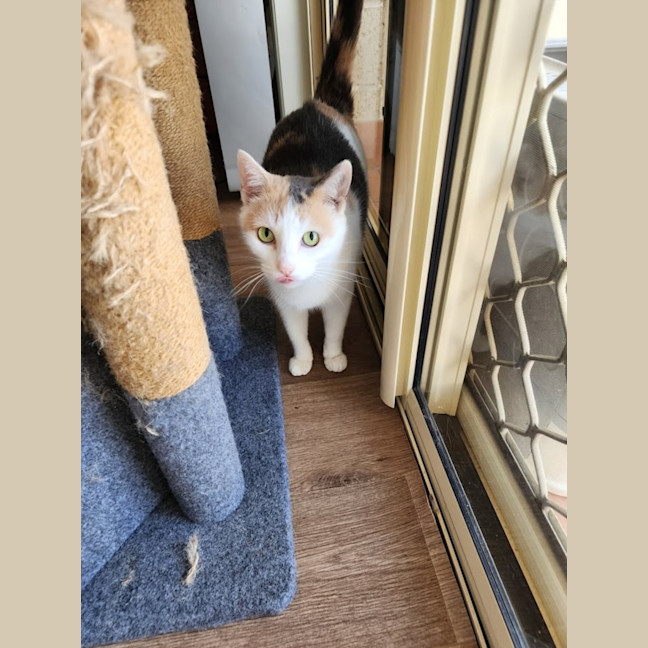 Photo of Cinnamon