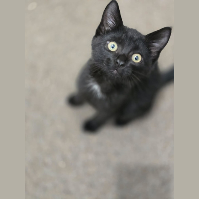 Photo of Frankie   9 Week Old Dsh