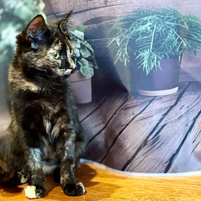 Photo of Sweet Pea   Located In Northcote