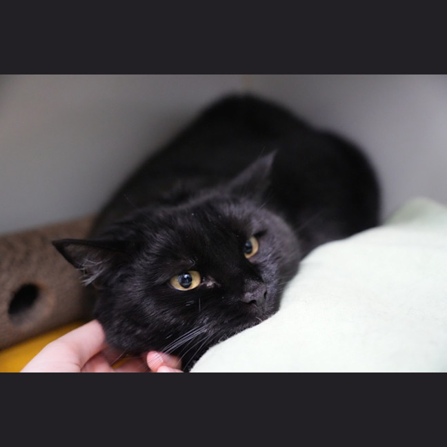 Photo of Foxtrot