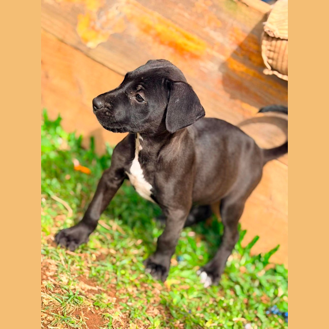 Photo of Mastiff