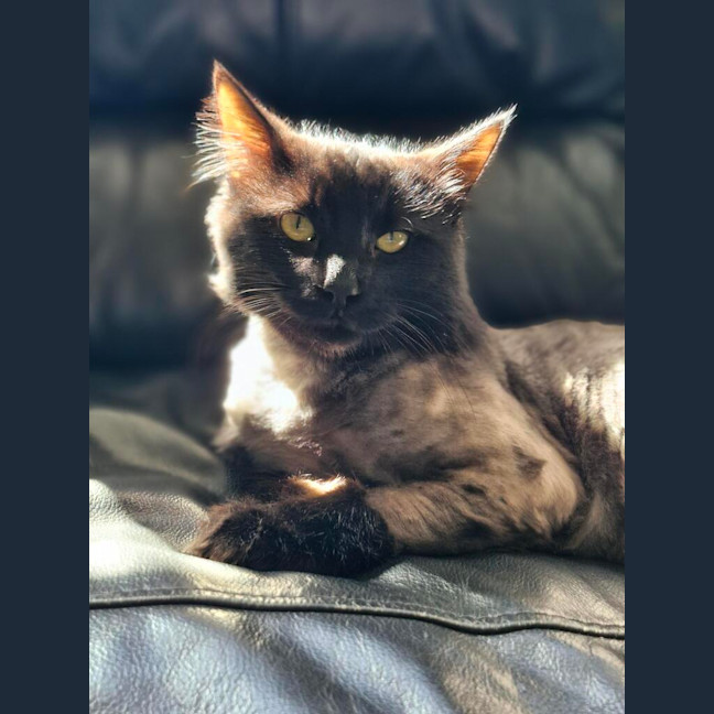 Photo of Spot