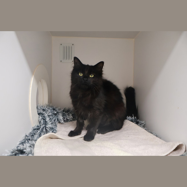 Photo of Nova