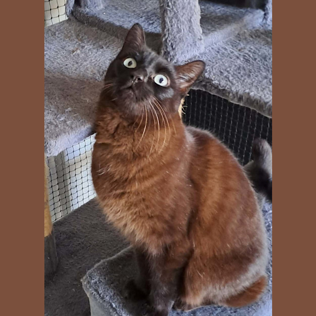 Photo of Milo
