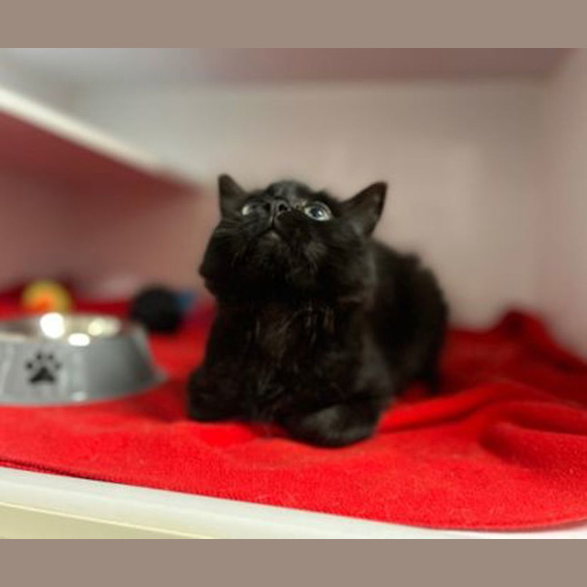 Photo of Jiji