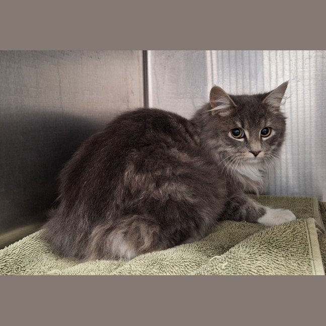 Photo of Lancelot 
