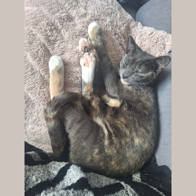 Photo of Sassafras