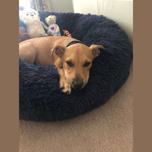 Photo of Buddy (Was Woody)