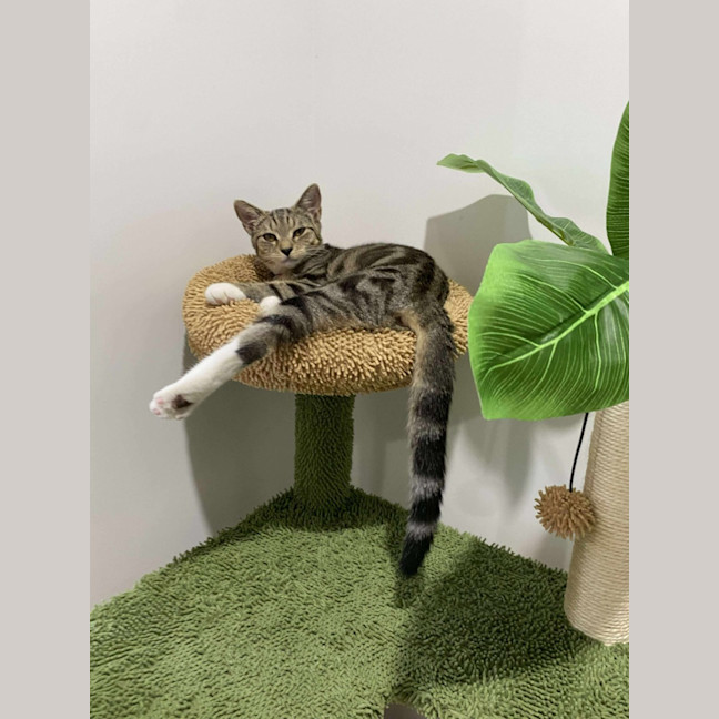 Photo of Willow