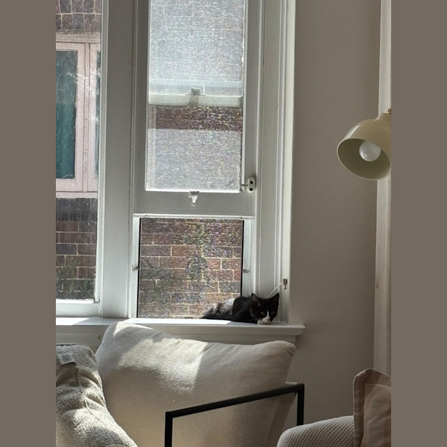 Photo of Domino