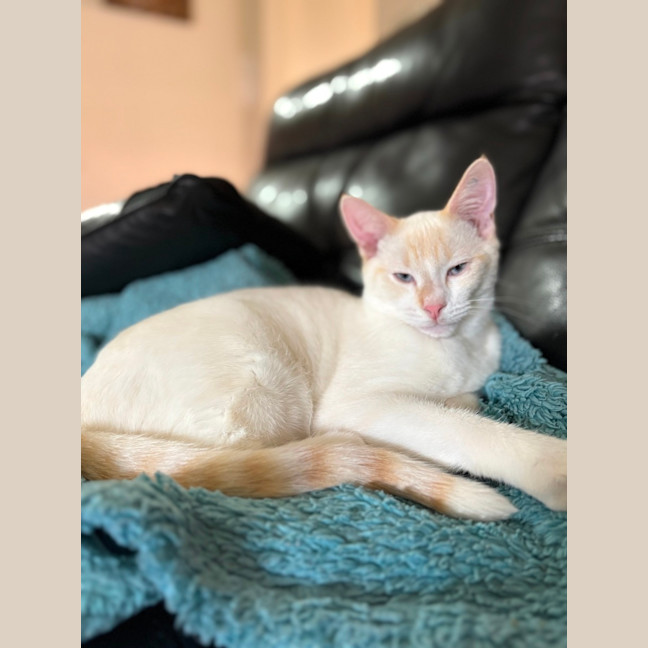 Photo of Bluey