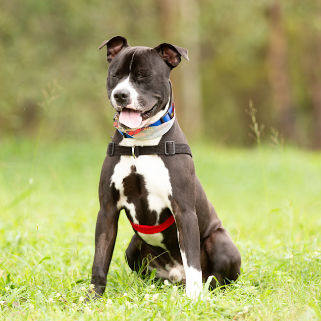 Photo of Odis