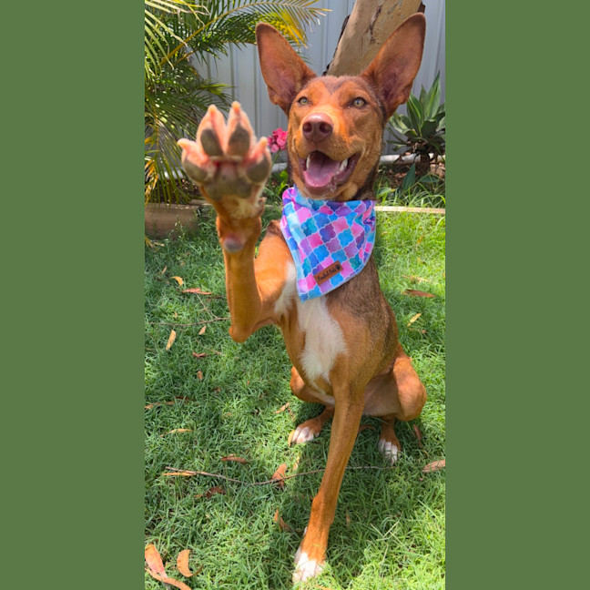 Photo of Cookie