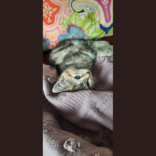 Photo of April *9 Lives Project Rescue*