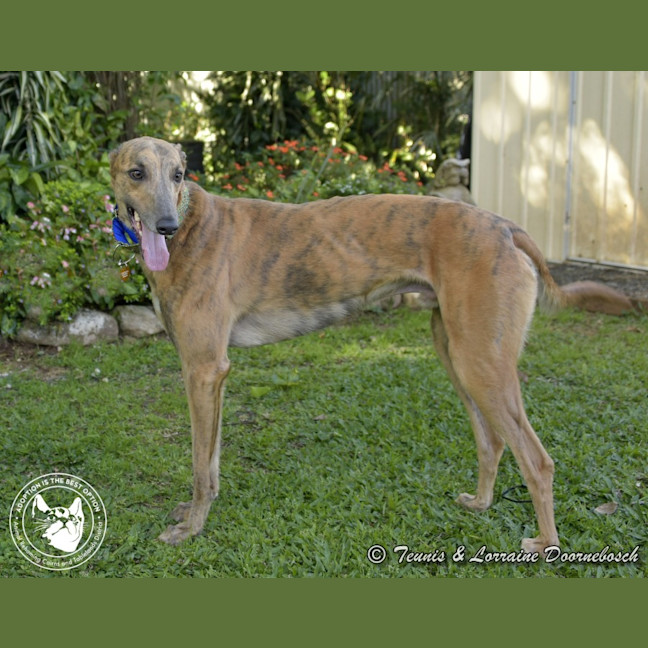 Photo of Max (Woodland Maxi)